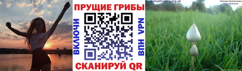 Галлюциногенные грибы MAGIC MUSHROOMS Нолинск
